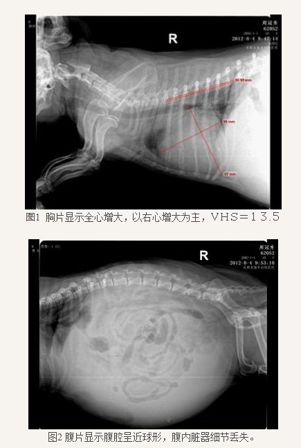 兽易通 宠物医师 心脏科 > 正文:犬右心衰1.