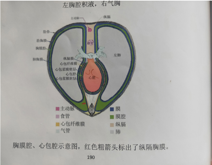 图6.胸膜腔,心包腔示意图