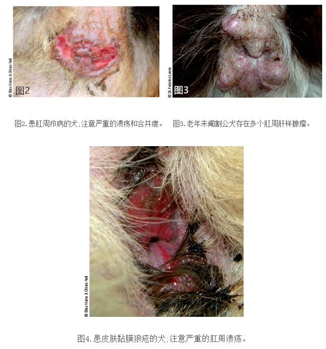 犬肛周瘙痒的治疗