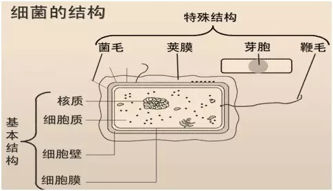 兽医微生物与免疫学考试知识点:细菌的结构与生理