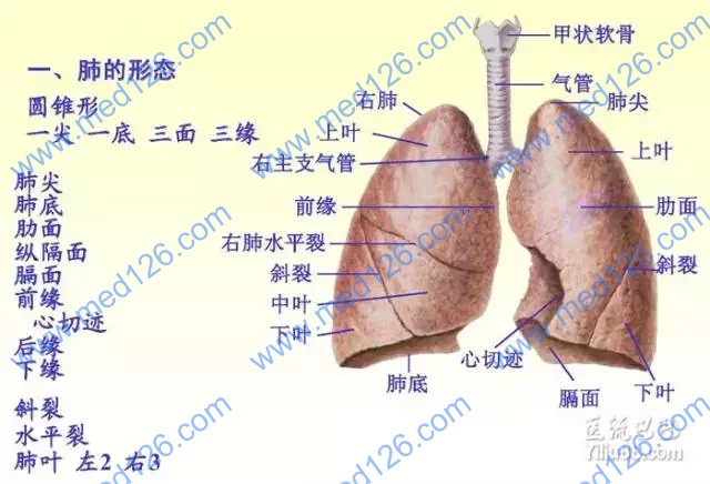 肺小叶 结构图图片
