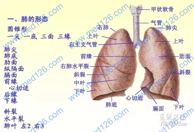 执业兽医考试病理学辅导资料